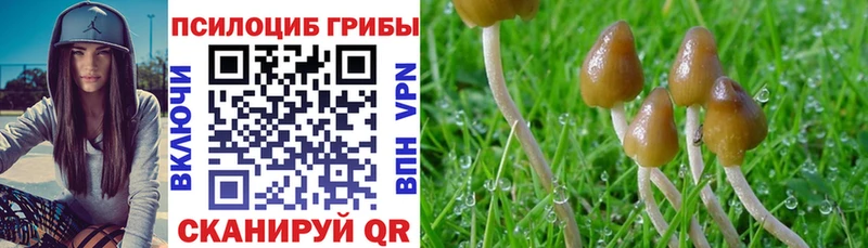 Галлюциногенные грибы Psilocybe  Купить закладки  Избербаш 